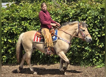 Chevaux fjord, Jument, 14 Ans, 149 cm, Isabelle