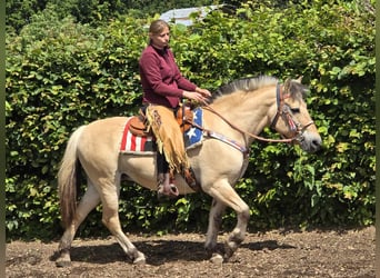 Chevaux fjord, Jument, 14 Ans, 149 cm, Isabelle