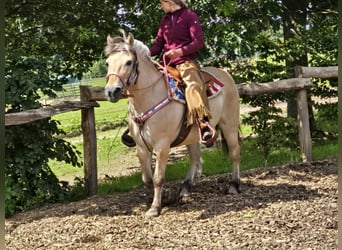 Chevaux fjord, Jument, 14 Ans, 149 cm, Isabelle