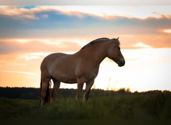 Chevaux fjord, Jument, 16 Ans, 141 cm, Isabelle