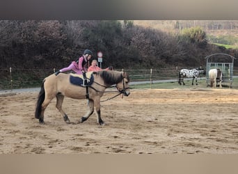 Chevaux fjord, Jument, 16 Ans, 146 cm, Isabelle