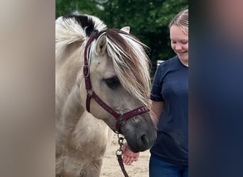 Chevaux fjord, Jument, 18 Ans, 148 cm, Isabelle