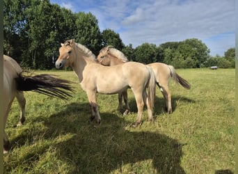 Chevaux fjord, Jument, 1 Année, 145 cm