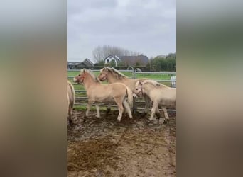 Chevaux fjord, Jument, 1 Année