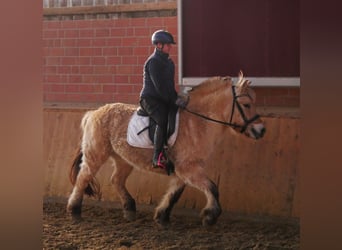 Chevaux fjord, Jument, 25 Ans, 141 cm