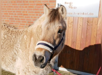 Chevaux fjord, Jument, 25 Ans, 141 cm