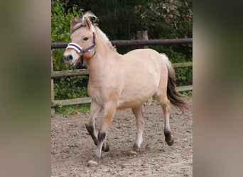 Chevaux fjord, Jument, 2 Ans, 125 cm