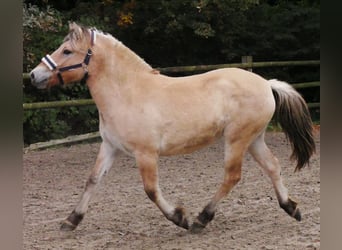 Chevaux fjord, Jument, 2 Ans, 138 cm
