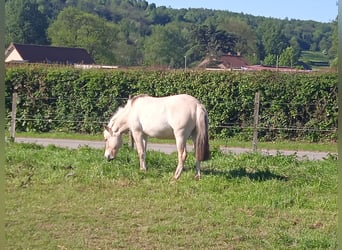Chevaux fjord, Jument, 2 Ans, 148 cm, Isabelle
