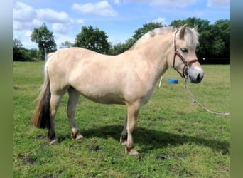 Chevaux fjord, Jument, 3 Ans, 138 cm, Isabelle