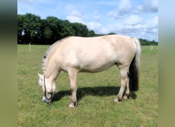 Chevaux fjord, Jument, 3 Ans, 138 cm, Isabelle