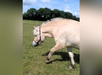 Chevaux fjord, Jument, 3 Ans, 138 cm, Isabelle