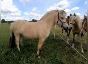 Chevaux fjord, Jument, 3 Ans, 138 cm, Isabelle