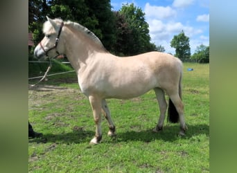 Chevaux fjord, Jument, 3 Ans, 138 cm, Isabelle