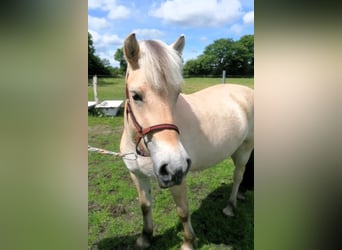 Chevaux fjord, Jument, 3 Ans, 138 cm, Isabelle