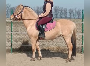 Chevaux fjord, Jument, 3 Ans, 140 cm, Isabelle