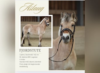Chevaux fjord, Jument, 3 Ans, 142 cm, Isabelle