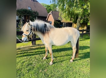 Chevaux fjord, Jument, 3 Ans, 145 cm, Isabelle
