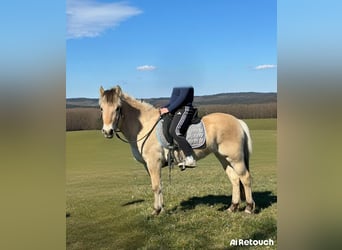 Chevaux fjord, Jument, 3 Ans, 146 cm, Isabelle