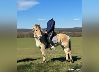 Chevaux fjord, Jument, 3 Ans, 146 cm, Isabelle
