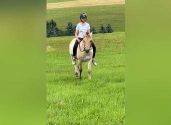 Chevaux fjord, Jument, 3 Ans, 147 cm, Isabelle