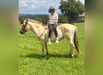 Chevaux fjord, Jument, 3 Ans, 147 cm, Isabelle