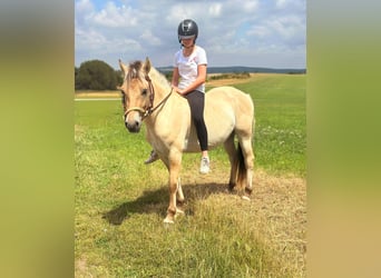 Chevaux fjord, Jument, 3 Ans, 147 cm, Isabelle