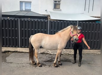 Chevaux fjord, Jument, 4 Ans, 144 cm, Isabelle