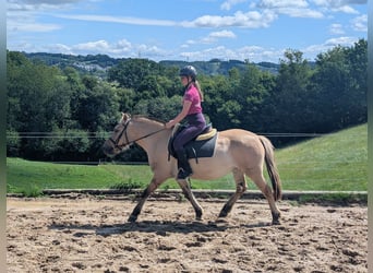 Chevaux fjord, Jument, 4 Ans, 145 cm, Isabelle