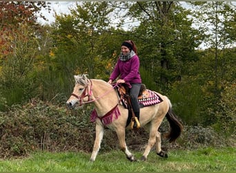 Chevaux fjord, Jument, 4 Ans, 146 cm, Isabelle