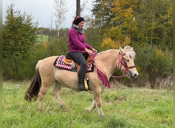 Chevaux fjord, Jument, 4 Ans, 146 cm, Isabelle