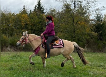 Chevaux fjord, Jument, 4 Ans, 146 cm, Isabelle