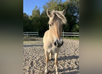Chevaux fjord, Jument, 4 Ans, 147 cm, Bai
