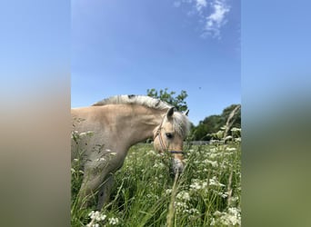 Chevaux fjord, Jument, 4 Ans, 147 cm, Bai