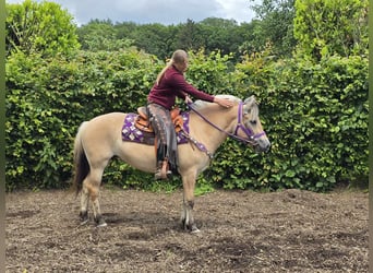 Chevaux fjord, Jument, 4 Ans, 147 cm, Isabelle