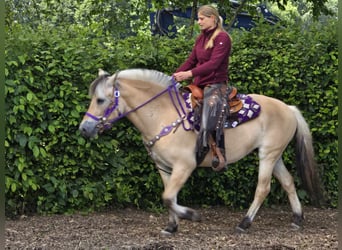 Chevaux fjord, Jument, 4 Ans, 147 cm, Isabelle