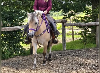 Chevaux fjord, Jument, 4 Ans, 147 cm, Isabelle