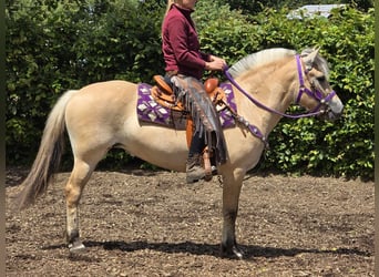 Chevaux fjord, Jument, 4 Ans, 147 cm, Isabelle