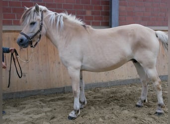 Chevaux fjord, Jument, 4 Ans, 150 cm