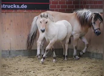 Chevaux fjord, Jument, 4 Ans, 150 cm