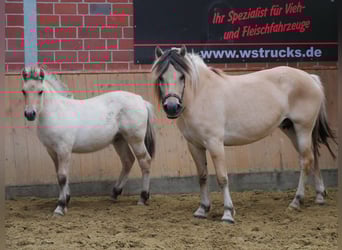 Chevaux fjord, Jument, 4 Ans, 150 cm