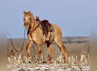 Chevaux fjord Croisé, Jument, 4 Ans, 155 cm, Alezan dun