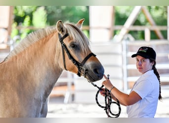 Chevaux fjord, Jument, 4 Ans, Isabelle
