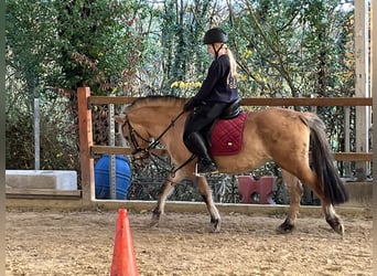 Chevaux fjord, Jument, 5 Ans, 135 cm, Isabelle