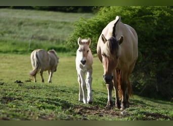 Chevaux fjord, Jument, 5 Ans, 145 cm, Isabelle