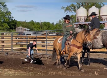Chevaux fjord Croisé, Jument, 5 Ans, 145 cm, Isabelle