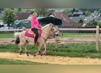 Chevaux fjord, Jument, 5 Ans, 146 cm, Isabelle