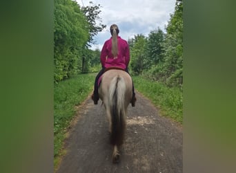 Chevaux fjord, Jument, 5 Ans, 146 cm, Isabelle