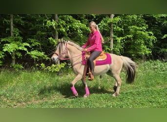 Chevaux fjord, Jument, 5 Ans, 146 cm, Isabelle