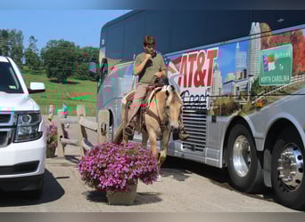 Chevaux fjord, Jument, 5 Ans, 147 cm, Buckskin